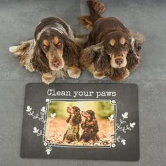 @noa_englishcockerspaniel